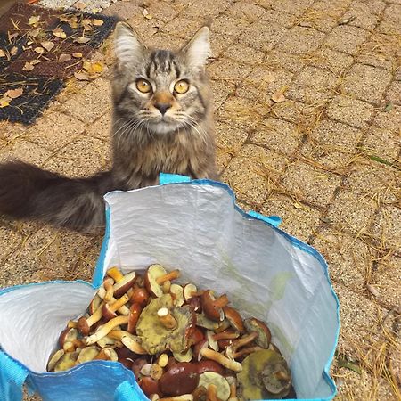 Lesna Ostoja Nad Pilica Villa Lechanice Dış mekan fotoğraf